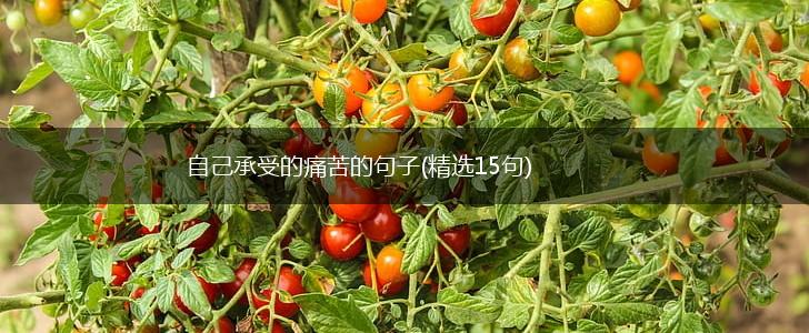 自己承受的痛苦的句子(精选15句),第1张