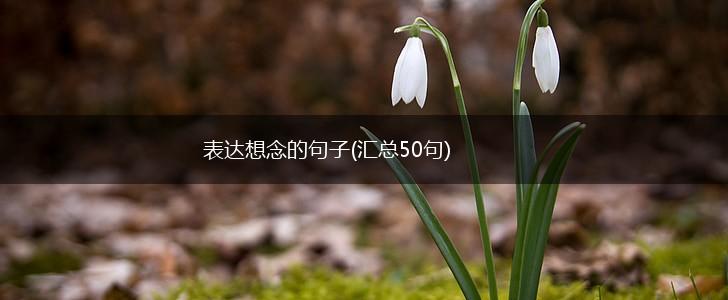 表达想念的句子(汇总50句),第1张