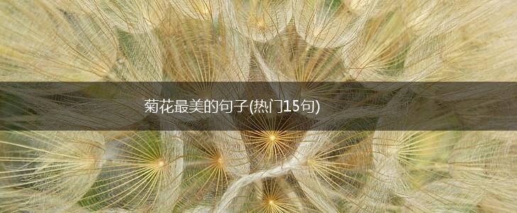 菊花最美的句子(热门15句),第1张