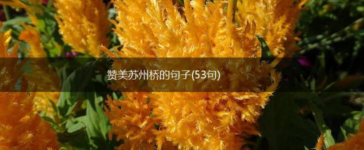 赞美苏州桥的句子(53句),第1张
