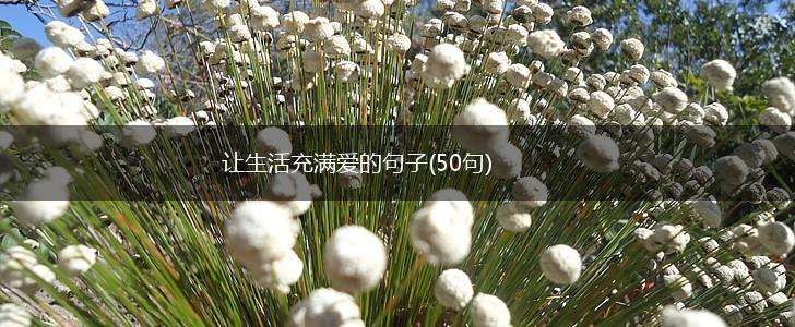 让生活充满爱的句子(50句),第1张