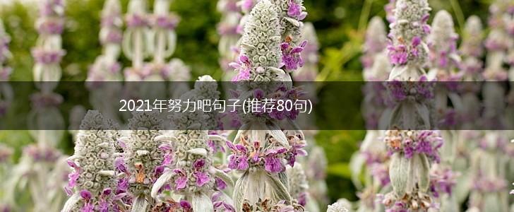 2021年努力吧句子(推荐80句),第1张