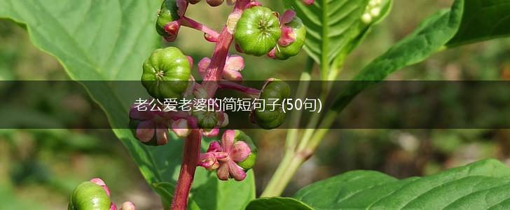 老公爱老婆的简短句子(50句),第1张