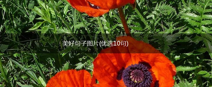 美好句子图片(优选10句),第1张