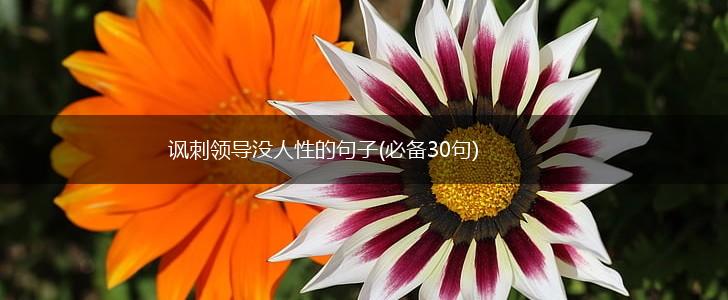 讽刺领导没人性的句子(必备30句),第1张