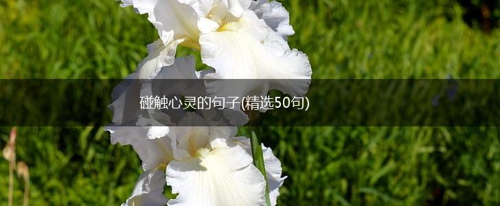 碰触心灵的句子(精选50句),第1张