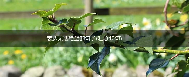 表达无助绝望的句子(汇总40句),第1张