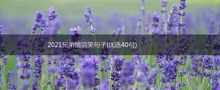 2021兄弟情搞笑句子(优选40句),第1张