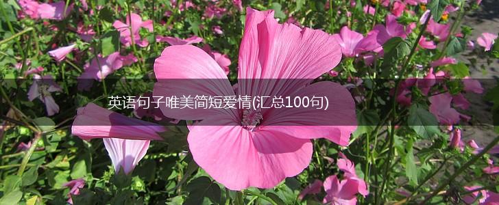 英语句子唯美简短爱情(汇总100句),第1张