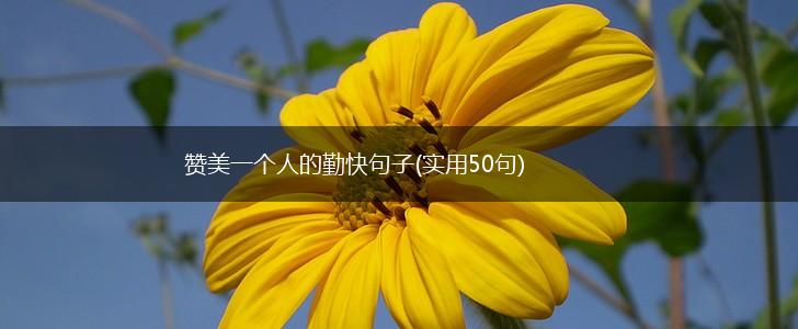 赞美一个人的勤快句子(实用50句),第1张