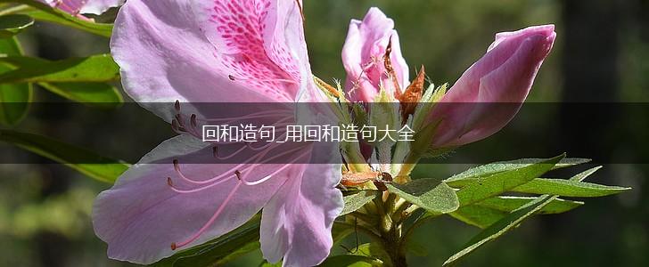 回和造句_用回和造句大全,第1张