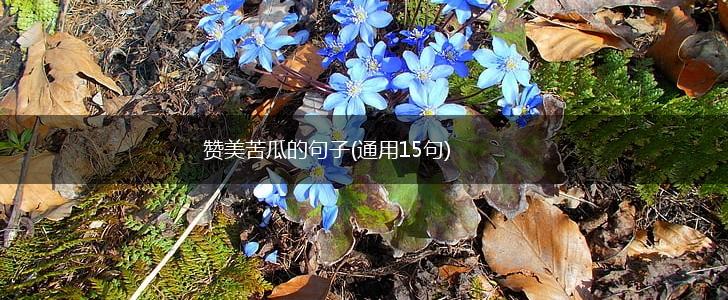 赞美苦瓜的句子(通用15句),第1张