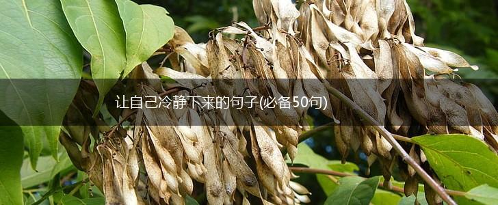让自己冷静下来的句子(必备50句),第1张