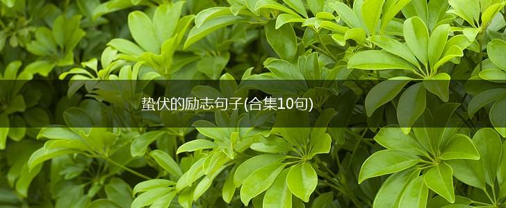 蛰伏的励志句子(合集10句),第1张
