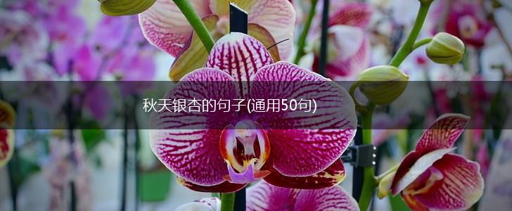 秋天银杏的句子(通用50句),第1张