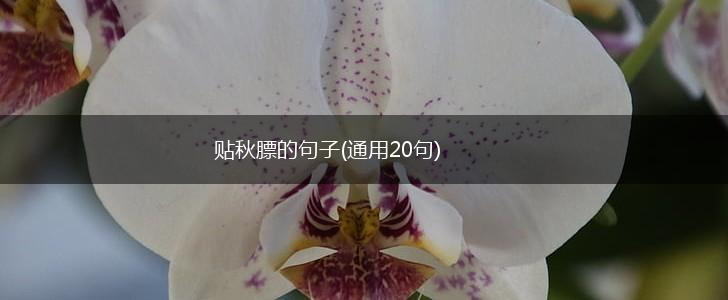贴秋膘的句子(通用20句),第1张