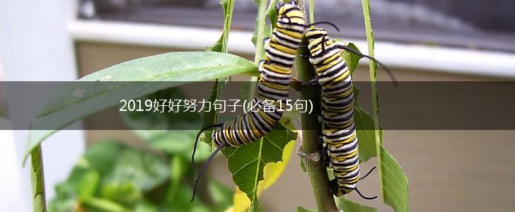 2019好好努力句子(必备15句),第1张