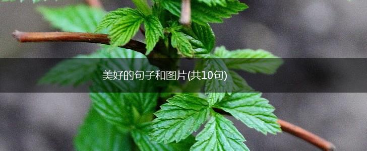 美好的句子和图片(共10句),第1张