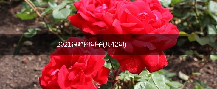2021很酷的句子(共42句),第1张