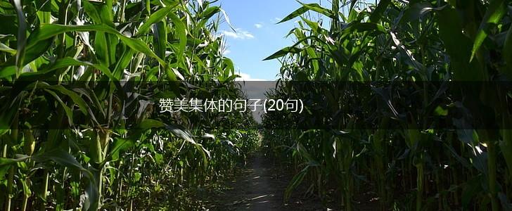 赞美集体的句子(20句),第1张