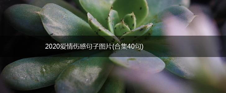 2020爱情伤感句子图片(合集40句),第1张