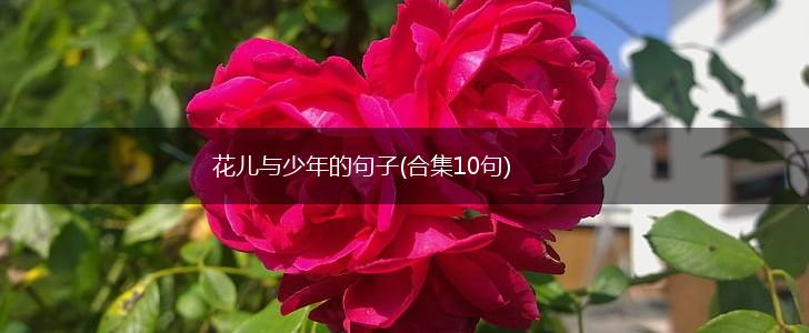 花儿与少年的句子(合集10句),第1张