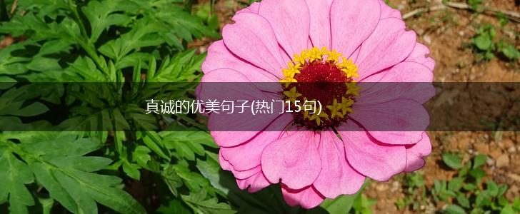 真诚的优美句子(热门15句),第1张