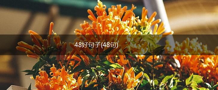48好句子(48句),第1张