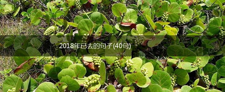 2018年已去的句子(40句),第1张