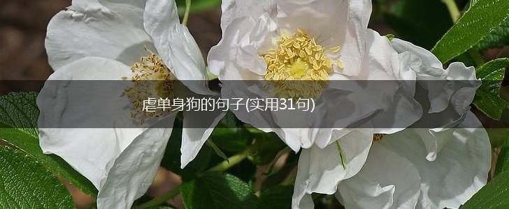 虐单身狗的句子(实用31句),第1张