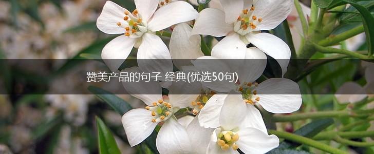 赞美产品的句子 经典(优选50句),第1张