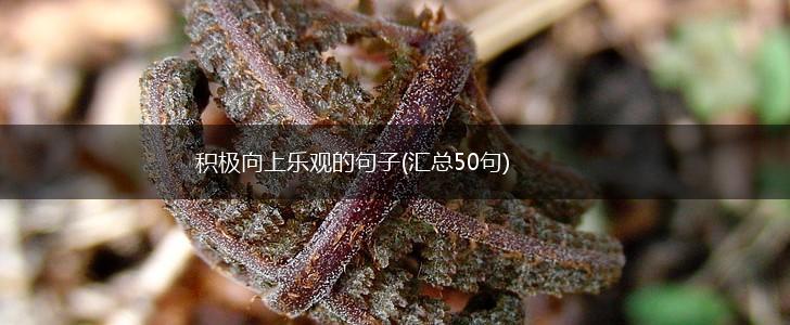 积极向上乐观的句子(汇总50句),第1张