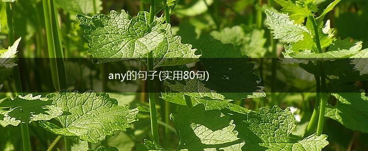 any的句子(实用80句),第1张