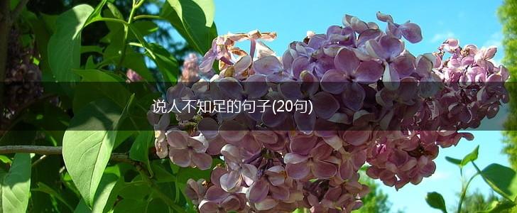 说人不知足的句子(20句),第1张