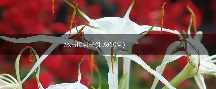 as后接句子(汇总50句),第1张