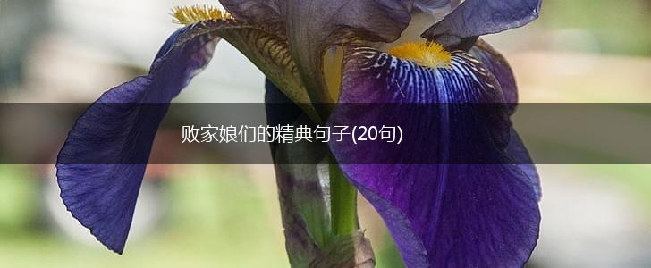 败家娘们的精典句子(20句),第1张