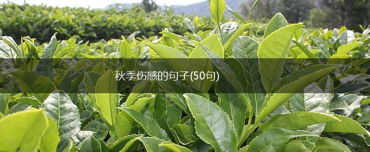 秋季伤感的句子(50句),第1张