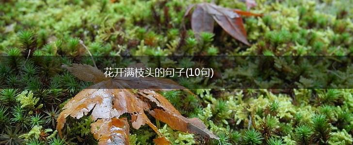 花开满枝头的句子(10句),第1张
