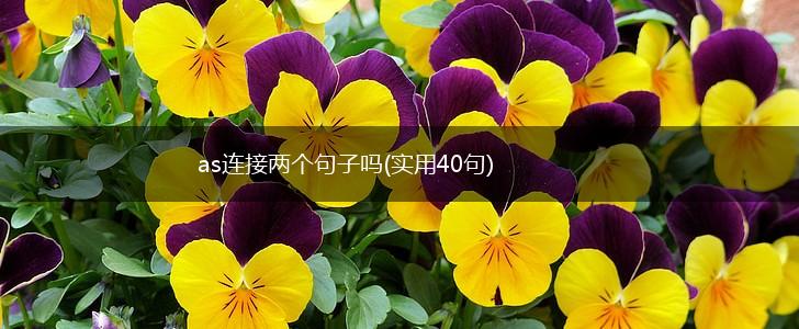as连接两个句子吗(实用40句),第1张