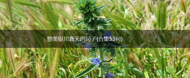 赞美银川夏天的句子(合集53句),第1张