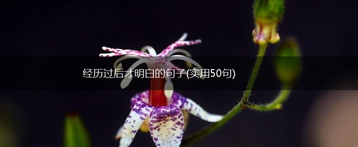 经历过后才明白的句子(实用50句),第1张