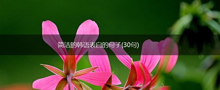 简洁的韩语表白的句子(30句),第1张