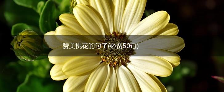 赞美桃花的句子(必备50句),第1张