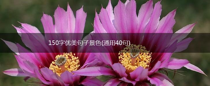 150字优美句子景色(通用40句),第1张