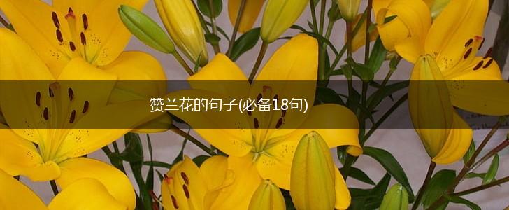 赞兰花的句子(必备18句),第1张