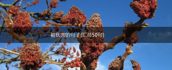 被伤害的句子(汇总50句),第1张