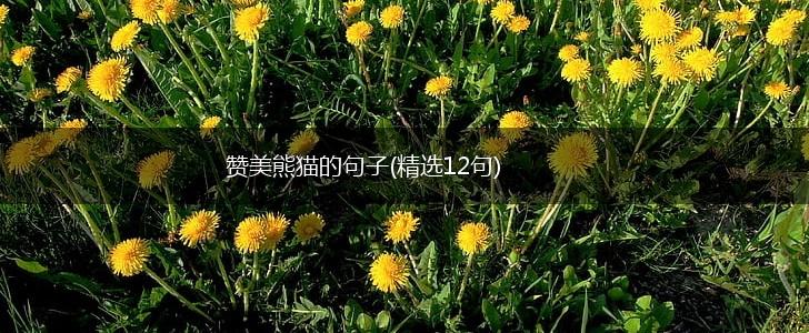 赞美熊猫的句子(精选12句),第1张