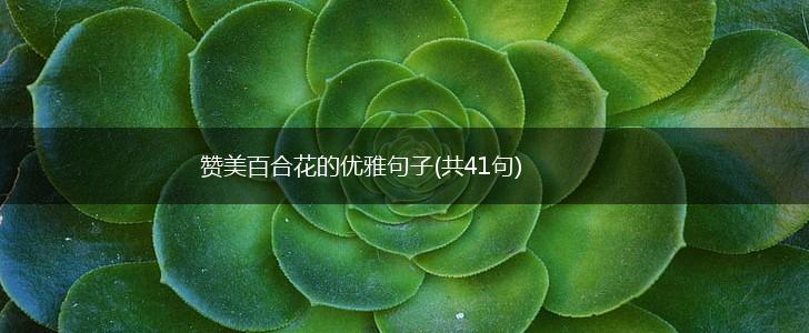 赞美百合花的优雅句子(共41句),第1张