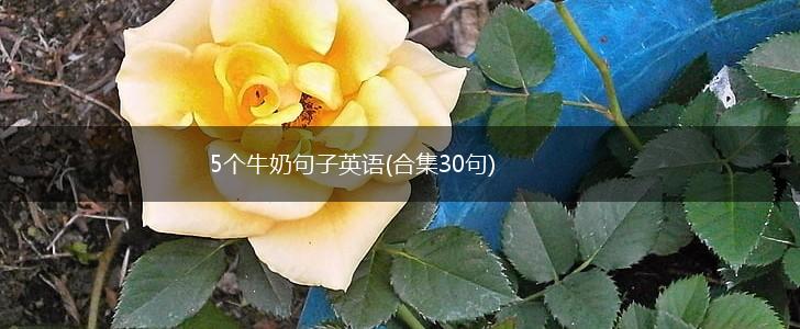 5个牛奶句子英语(合集30句),第1张