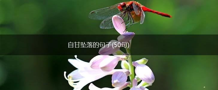 自甘坠落的句子(50句),第1张